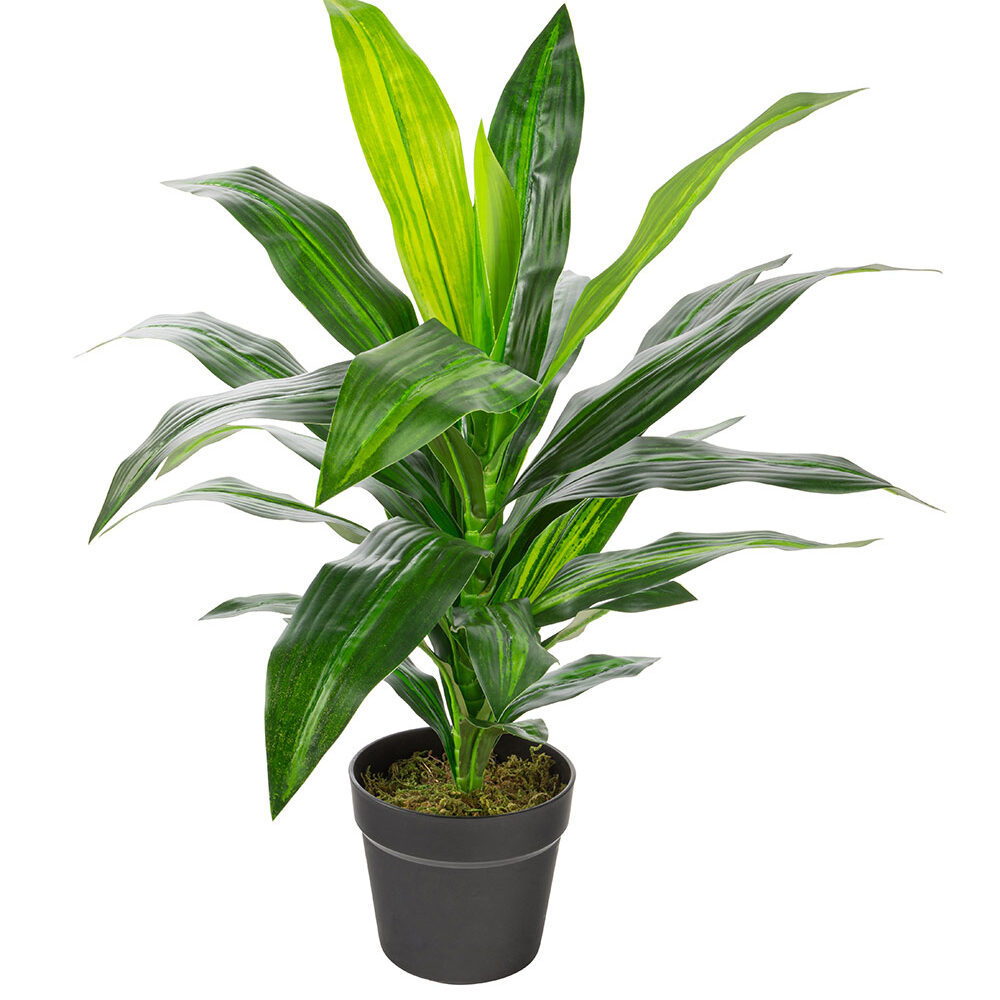 Dracaena artificielle Intérieur 25 po