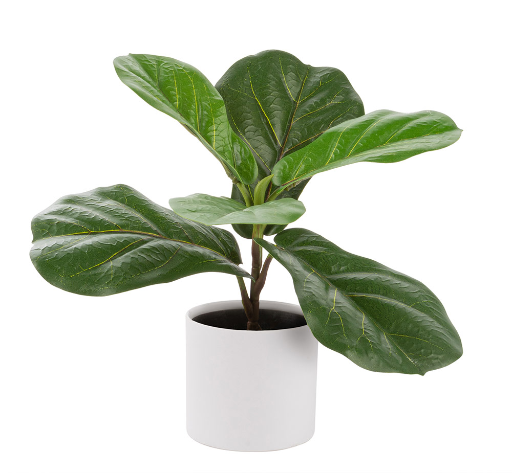 Artificial Ficus Indoor 12-in